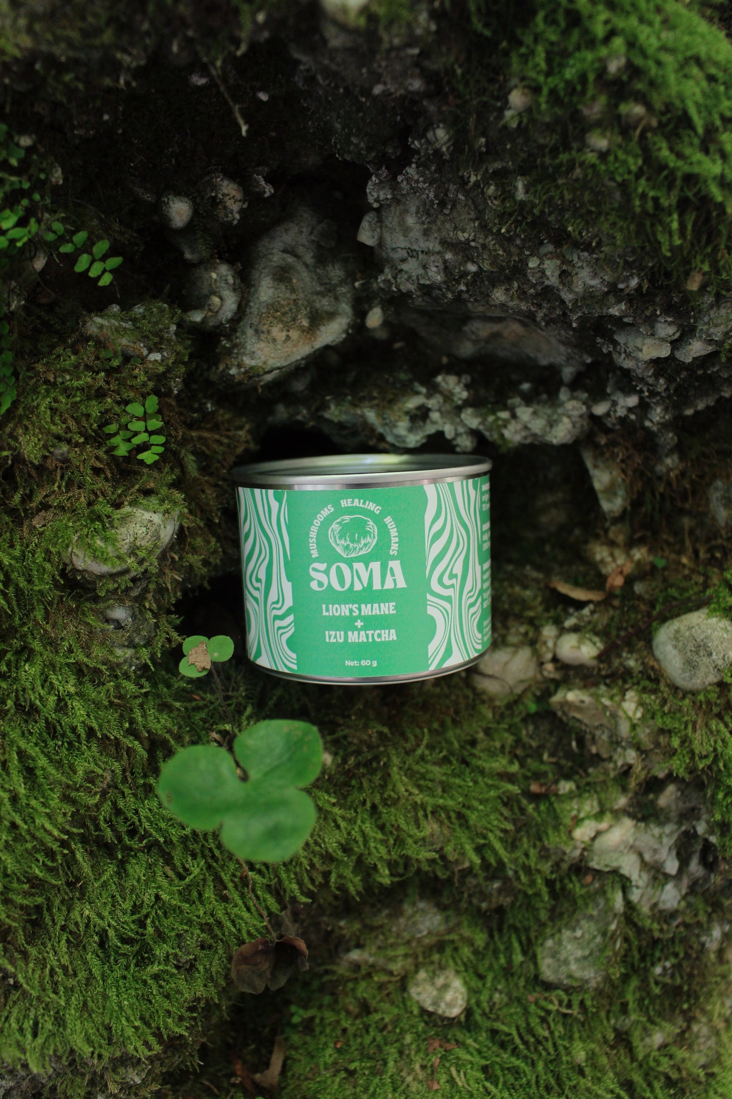 Lion's Mane Matcha